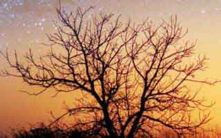 Beyond Meat's Stock Goes Wild: The Short Squeeze vs. Reality – What Reddit is Saying