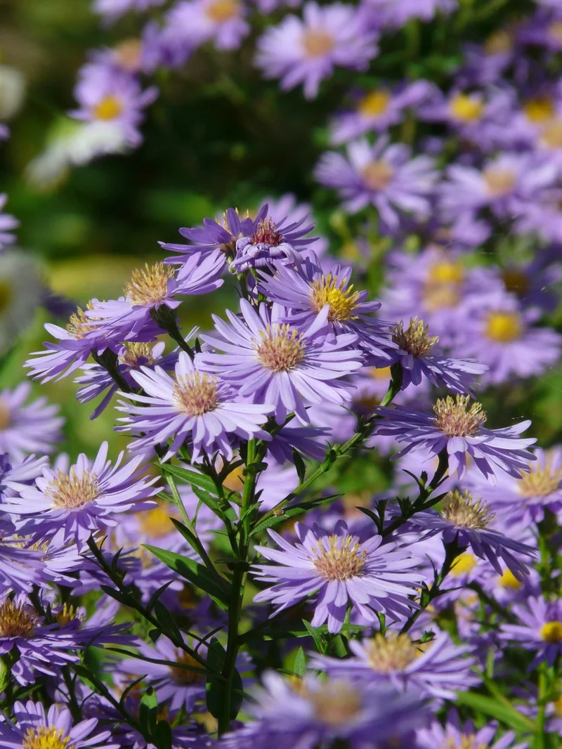 The Aster Phenomenon: What It Is and Why It Matters