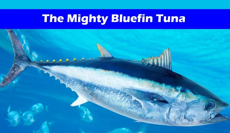 Bluefin Tuna: Price, Rarity & Yellowfin Compared
