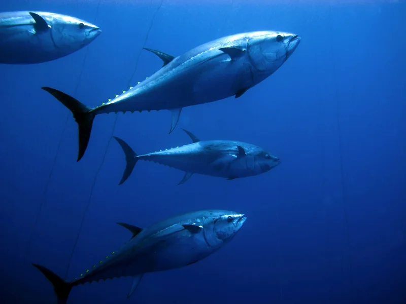 The "Bluefin" Name Is a Complete Mess: The Fish vs. The OS and the SEO Nightmare It Created