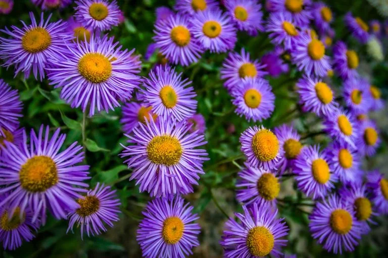 What Is Aster?: The Crypto Project, the Flower, and the Film Director Explained