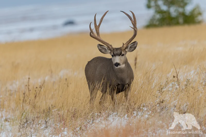 The Absolute State of Colorado Search: Football Scores vs. Active Shooter News