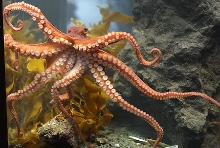 Octopus Energy: What It Is, If It's Any Good, and What the Hell 'Kraken' Is