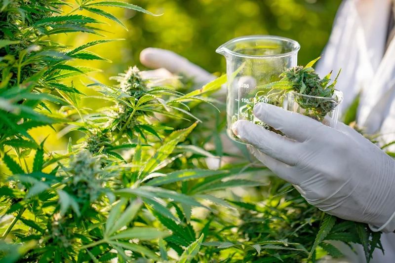 Tilray's Breakout Moment: The Big Picture Behind the Numbers